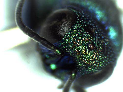 Réf. 297 166 : Chrysis interjecta
